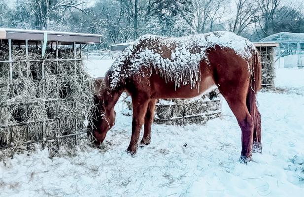 Snow Day