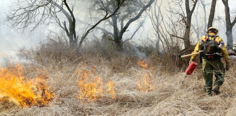 A&M Forest Service promotes fire benefits through grants