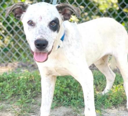 PET OF THE WEEK: ABEL