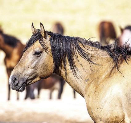 BLM announces new opportunity for partnerships with wild horses, burros