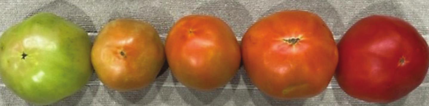 The range of tomato ripeness from a “breaker” to fully ripe. Picking tomatoes earlier and ripening them off the vine can help growers avoid fruit damage and extend the shelf life of their harvest. TEXAS A&amp;M AGRILIFE PHOTO BY LARRY STEIN