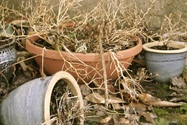 What to do about freeze-damaged plants