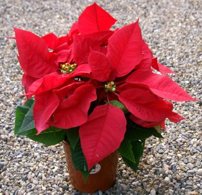 Post-holiday poinsettia - Throw it away, compost or regrow?
