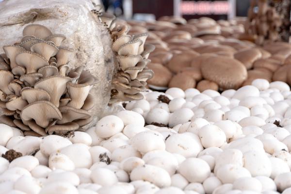 THE 24TH ANNUAL TEXAS MUSHROOM FESTIVAL