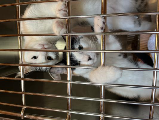 Council secures land, talks new animal shelter