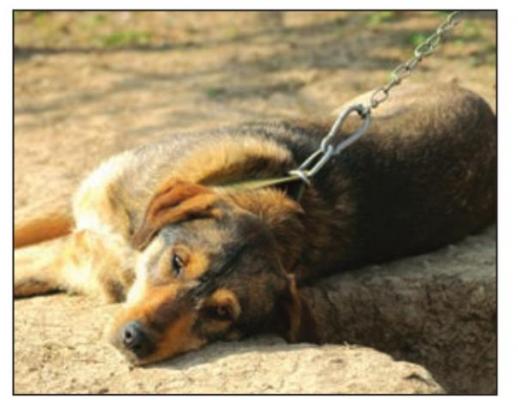 A new law will make it illegal to leave their dogs chained up outside, effective Jan. 18. COURTESY PHOTO