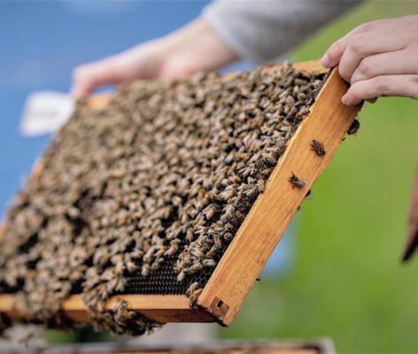 There is still incredible interest in beekeeping around the state, but conditions have not been ideal for honey production