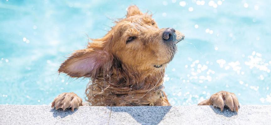 For every dog that loves swimming, there is another that wants nothing to do with it.