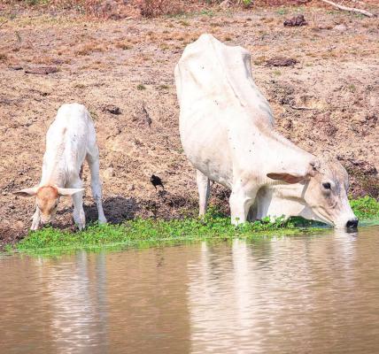 Cattle wade through mud to reach fresh water at a local cattle ranch in Madison County. Many locals are reporting their tanks and ponds going dry due to the drought. PHOTO BY BELINDA DRAKE