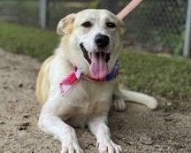 MVPD Animal Control Rufus Refuge