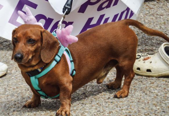 FUN AT THE 43RD ANNUAL RITA’S EASTER PARADE