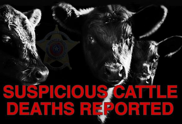 Suspicious Cattle Deaths Reported