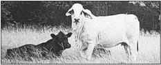 Producers increase profits through grazing and stocking management, with NRCS funds