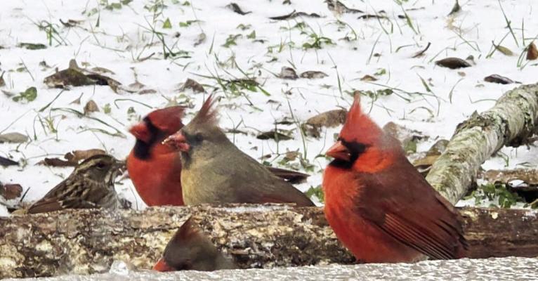 RESIDENTS CAPTURE WINTER STORM