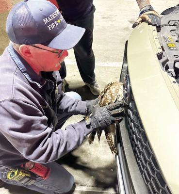 (Top left) Madisonville Fire Chief Thom Jones is called in to help carefully release the entangled bird of prey. PHOTOS COURTESY MCSO