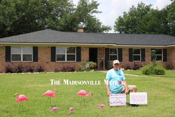 FLAMINGO FLOCK MIGRATES