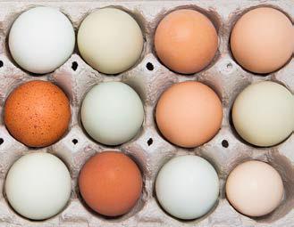 Egg prices are high, could go higher