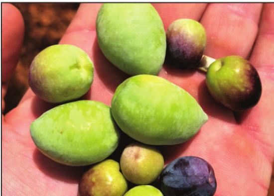 Texas olive crop fails for second straight season