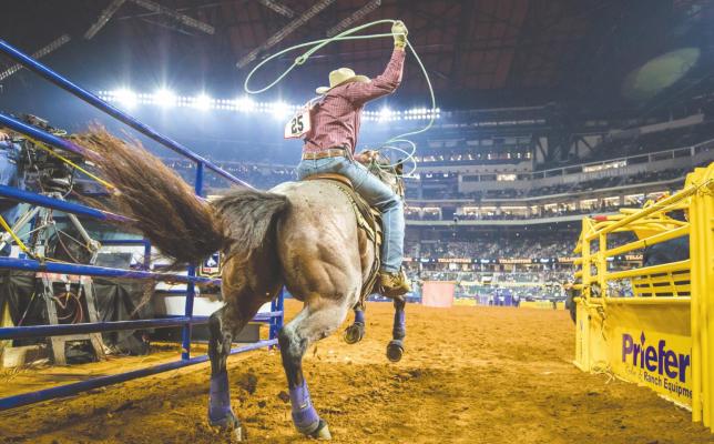 Madisonville’s Colby Lovell exits the chute during the National Finals Rodeo in Arlington last week, where he won the World Title as header in Team Roping alongside his heeler Paul Eaves. PRCA ProRodeo photo by Clay Guardipee