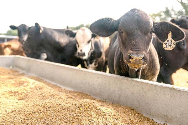 Cattle sales up due to drought
