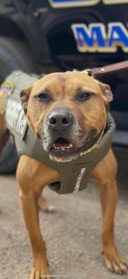 The great K9 Corporal Maverick on duty. Courtesy photo