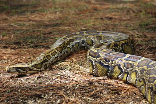 Two-year old survives snake bite