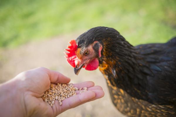 No reported cases of avian influenza in southern Texas