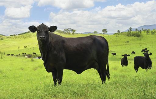 Cattle Thefts in nearby counties