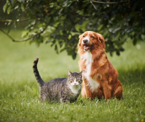 New animal shelter coming to Madisonville 