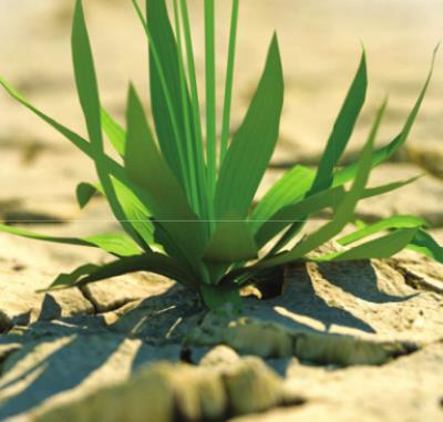 Drought and trees – Explained