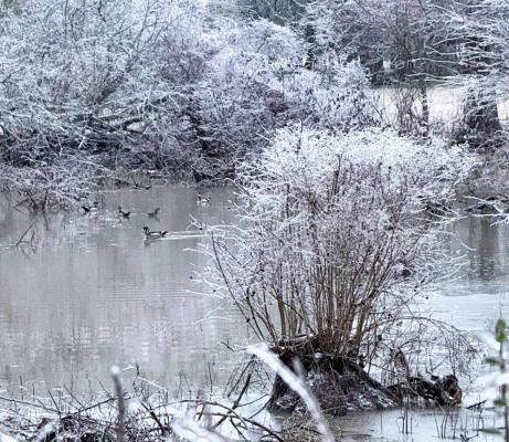 PHOTO COURTESY OF KATIE WOOD Ducks glide across a pond in Midway as ice coats the surrounding brush during the weekend’s arctic blast in Madison County. Temperatures dropped into single digits, leaving a frozen landscape across the region.