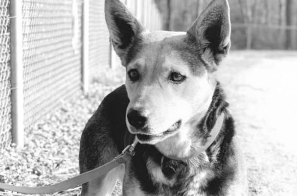 PET OF THE WEEK: NESSA