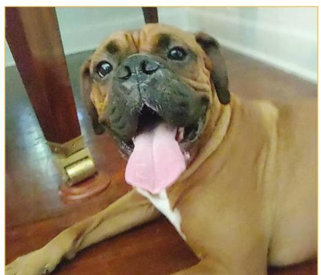 : Josha Grant of Livingston, Texas is reunited with his dog Broccoli after being missed for a week.