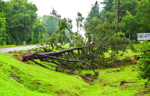 The tree now pulled off the road that caused the crash