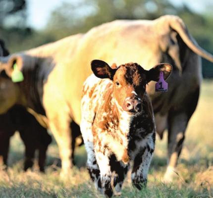 TEXAS A&amp;M AGRILIFE PHOTO BY LAURA MCKENZIE Calf prices could trend upward due to herd contraction from the drought. They hit record levels in 2014 following the 2011 drought.