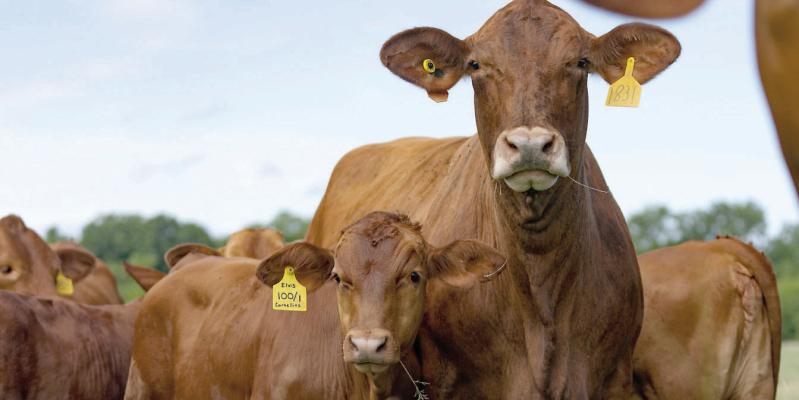 Higher calf prices projected for 2023 in Texas
