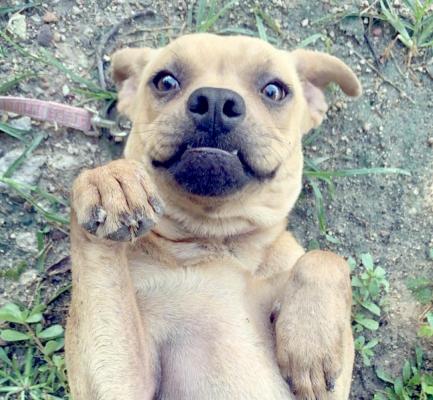 PET OF THE WEEK: SUE