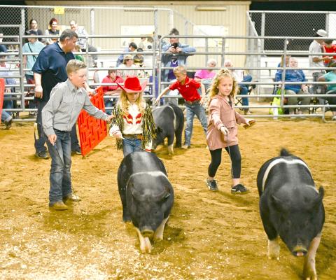Here Piggy, Piggy