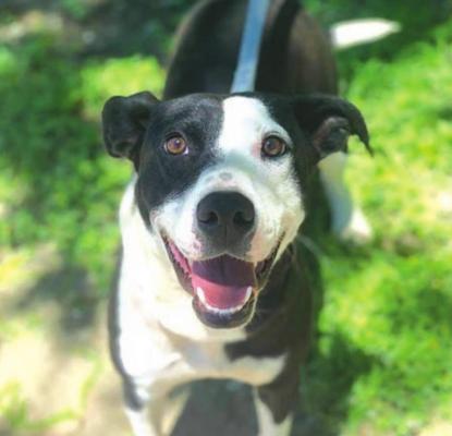 PET OF THE WEEK: BOOTS