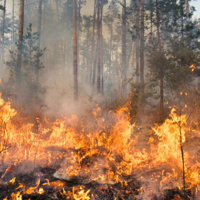 wildfire 1