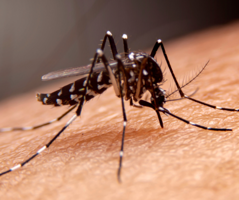 generic image of a mosquito