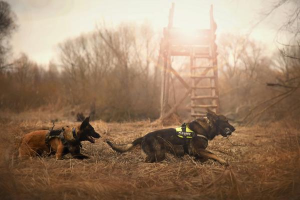 Commissioners OK K-9 grant application