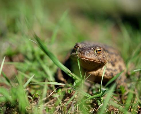 Houston toad rules limit Leon County conservation work