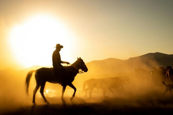 Council hears of first Cowboy Day, summer events