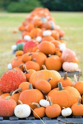 Texas pumpkin yields down, demand sky high