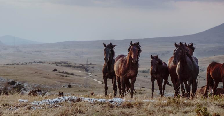 Photo by Vladimir Vujeva on Unsplash